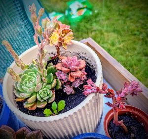 Photo Enhancement - Succulent Planter