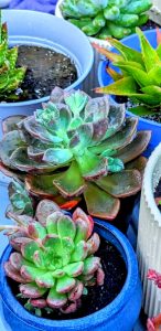 Photo Enhancement - Succulent Garden